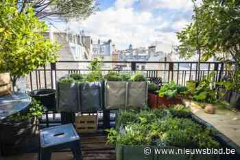Tuinieren kan ook op balkon en terras: deze zuiderse groenten voelen zich prima in een pot