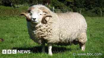 Rare sheep breed brings joy to farmer couple