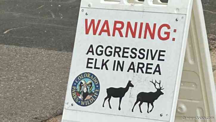 Elk attacks 8-year-old girl in Colorado