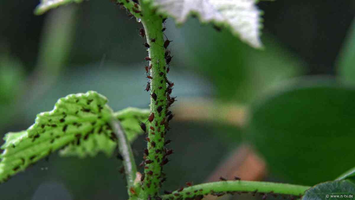 Abwehrstrategie gegen Insekten: Blattläuse: Winzige Schädlinge, große Probleme