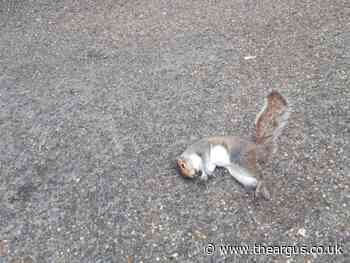 Mystery squirrel deaths in Brighton Pavilion Gardens