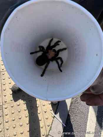 Tarantula found in Wallingford reunited with owner