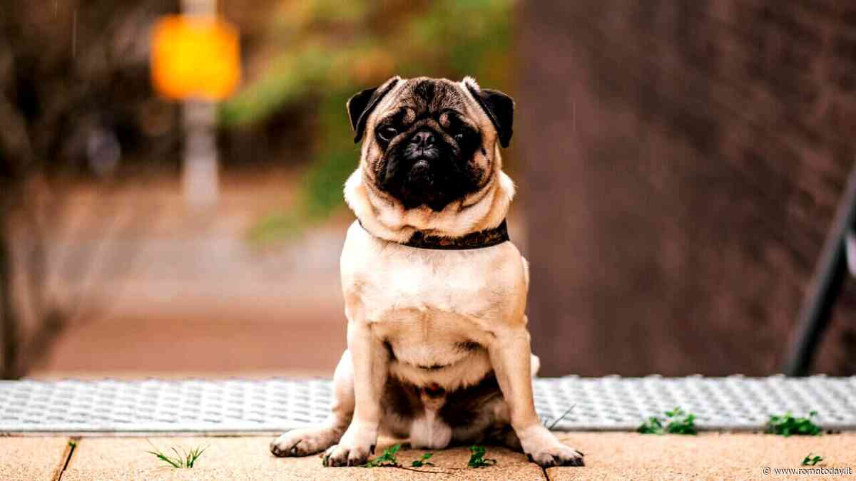 Decodificare il comportamento del tuo cane: perché il mio cane si siede durante le passeggiate?