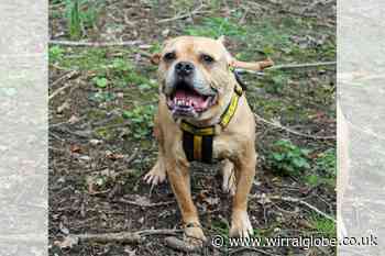 Wirral Globe dog of the week:  'Gorgeous' Jay