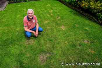 Ernest (67) heeft meer dan zestig mierennesten in zijn tuin: hoe geraak je ervanaf?