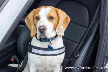 Drivers could be hit with £5k fine for driving with a dog