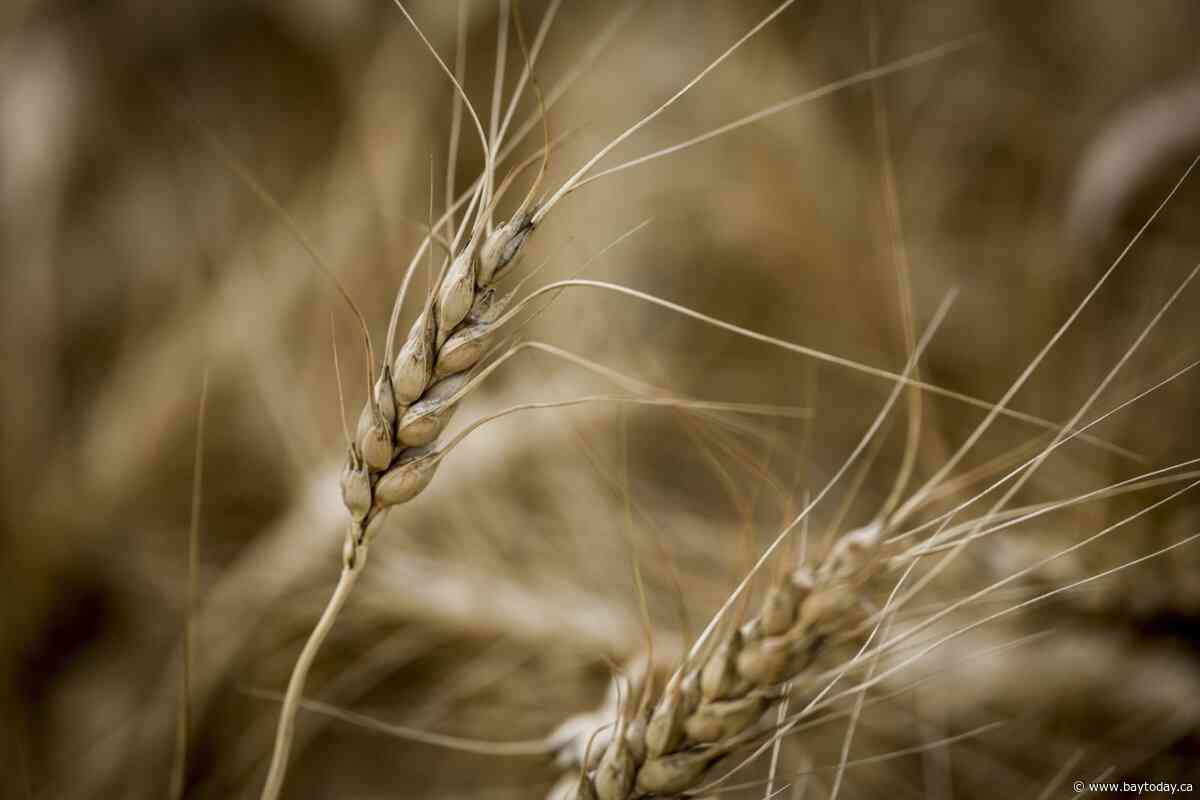 Scientists are on a quest for drought-resistant wheat, agriculture's 'Holy Grail'