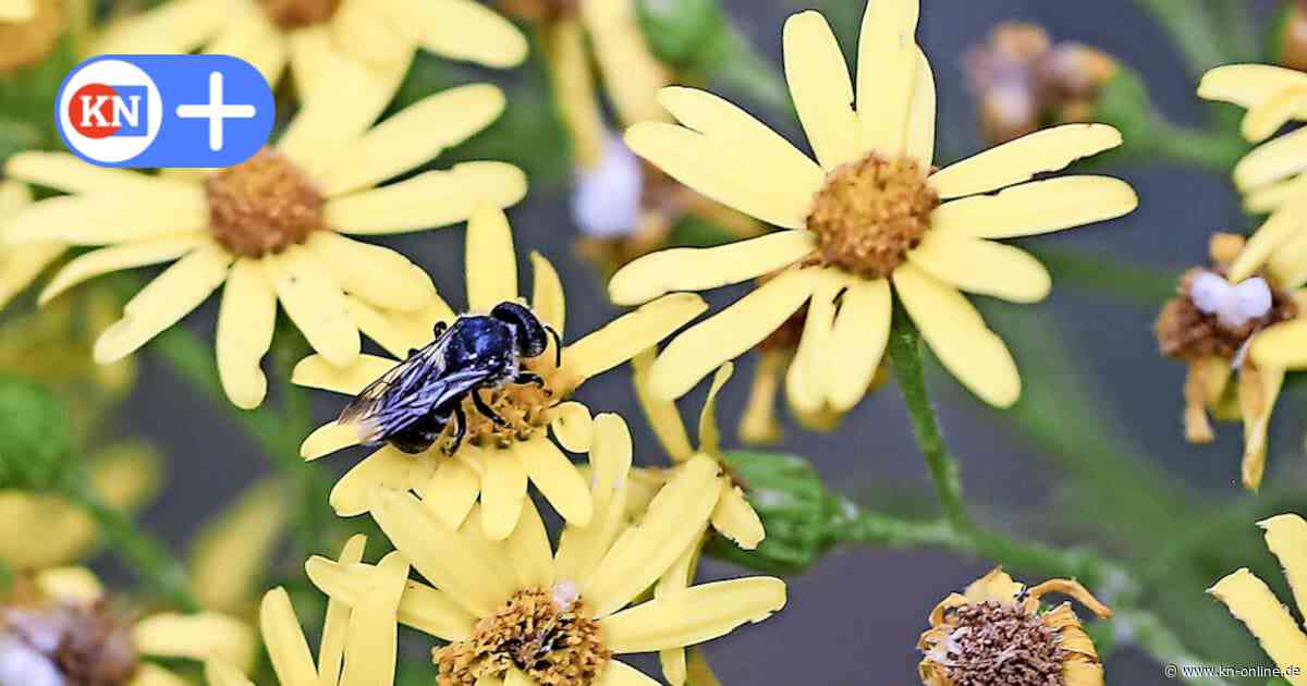 Insekten sterben in Niedersachsen in großer Zahl