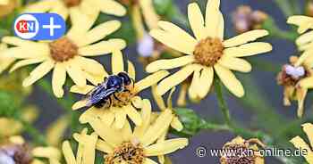 Insekten sterben in Niedersachsen in großer Zahl