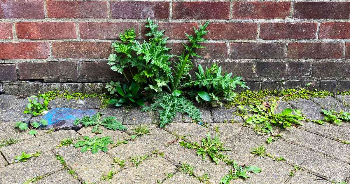 Gardener's homemade weed killer recipe kills patio growth in an hour