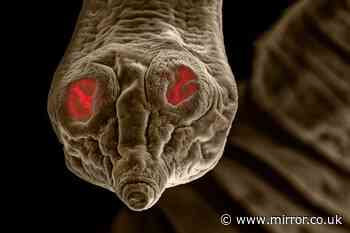 Creepy images show parasitic worms which could be living inside your cat