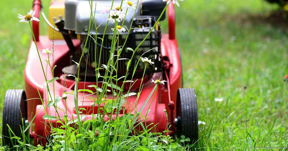 'I'm a lawn expert - the mistake to avoid when mowing long grass'