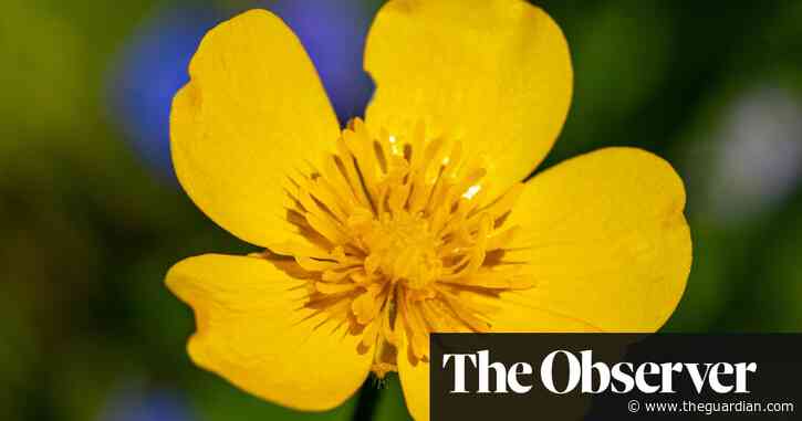 ‘A sign of hope’: why weeds are finally being embraced by gardeners