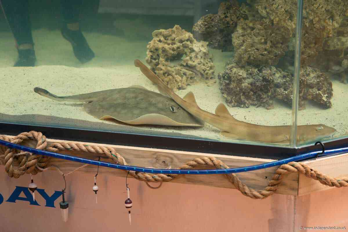 Charlotte the pregnant ‘virgin’ stingray revealed to have disease as tragic update given on birth saga
