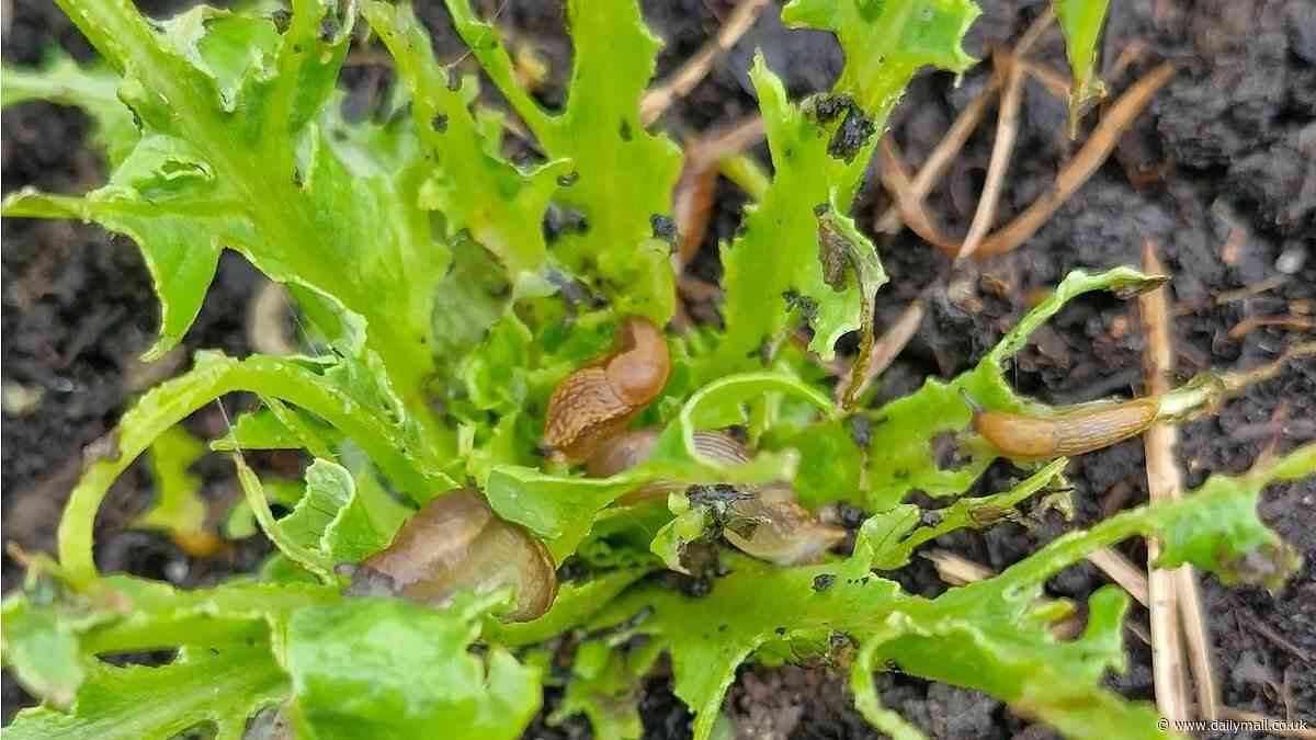UK's 'slug invasion': Pesky slugs and snails are awash in sodden gardens and stripping plants bare after weeks of downpours - as expert reveals how frogs and toads can help