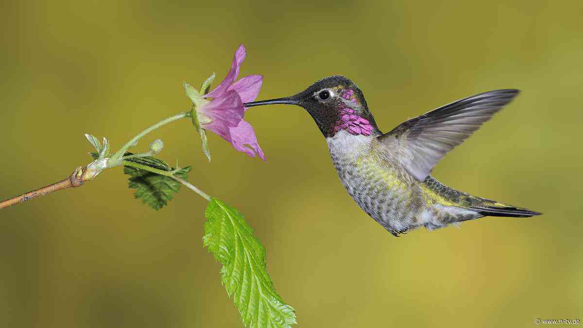 Luftstöße an Flügelspitzen: Wie Kolibris ihren präzisen Flug steuern