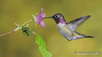 Luftstöße an Flügelspitzen: Wie Kolibris ihren präzisen Flug steuern