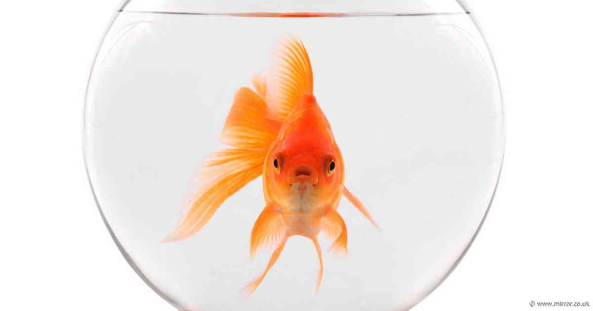 Baffled Brit mysteriously finds live goldfish in garden – despite not being near water
