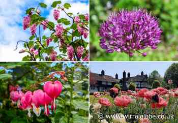19 picture perfect Wirral gardens in full bloom this spring