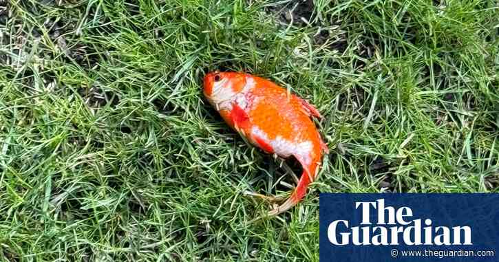 NHS doctor rescues mystery goldfish found on his garden lawn