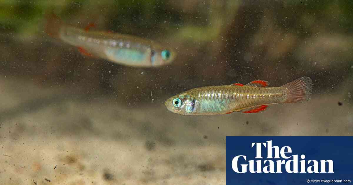 Shade cloth and poisonous dust: how the red-finned blue-eye was brought back from the brink
