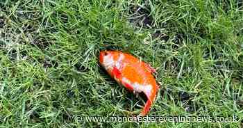 'I found a goldfish lying on the lawn - it's now my pet and has a Twitter account'