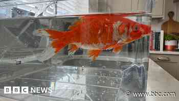 Mystery as doctor finds live goldfish in garden