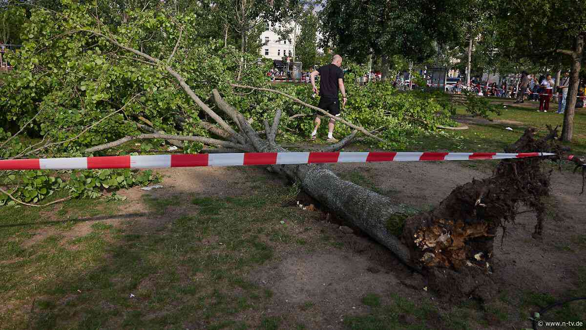 Drei Verletzte im Mauerpark: Baum stürzt auf Menschengruppe in Berlin