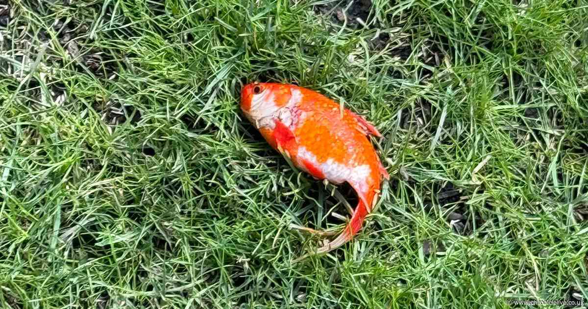 Newcastle junior doctor finds mystery goldfish in garden and keeps it as pet
