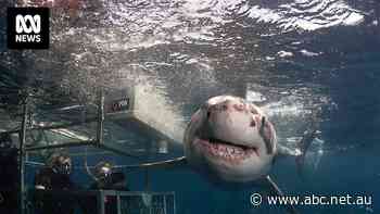 Tourists flock to cage-dive with sharks along SA coastline. Is it conditioning sharks to associate humans with food?