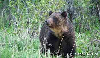 Bear warnings issued for parts of Banff National Park