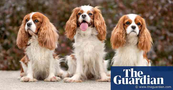 Dog breeds must be ‘rebooted’ to halt health problems, says expert