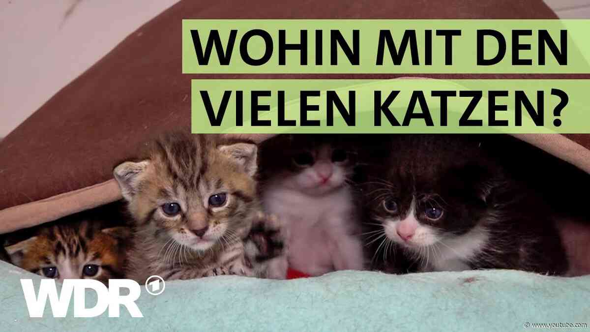 Kein Platz mehr für ausgesetzte Kätzchen im Tierheim Duisburg | S03/E02 | Hallo Tierheim | WDR