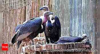 Rewilding in tiger reserves helps near-extinct vultures soar again