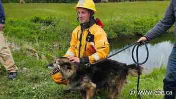 Watch as Wilson the dog is rescued after 2 days stuck in a Nova Scotia culvert