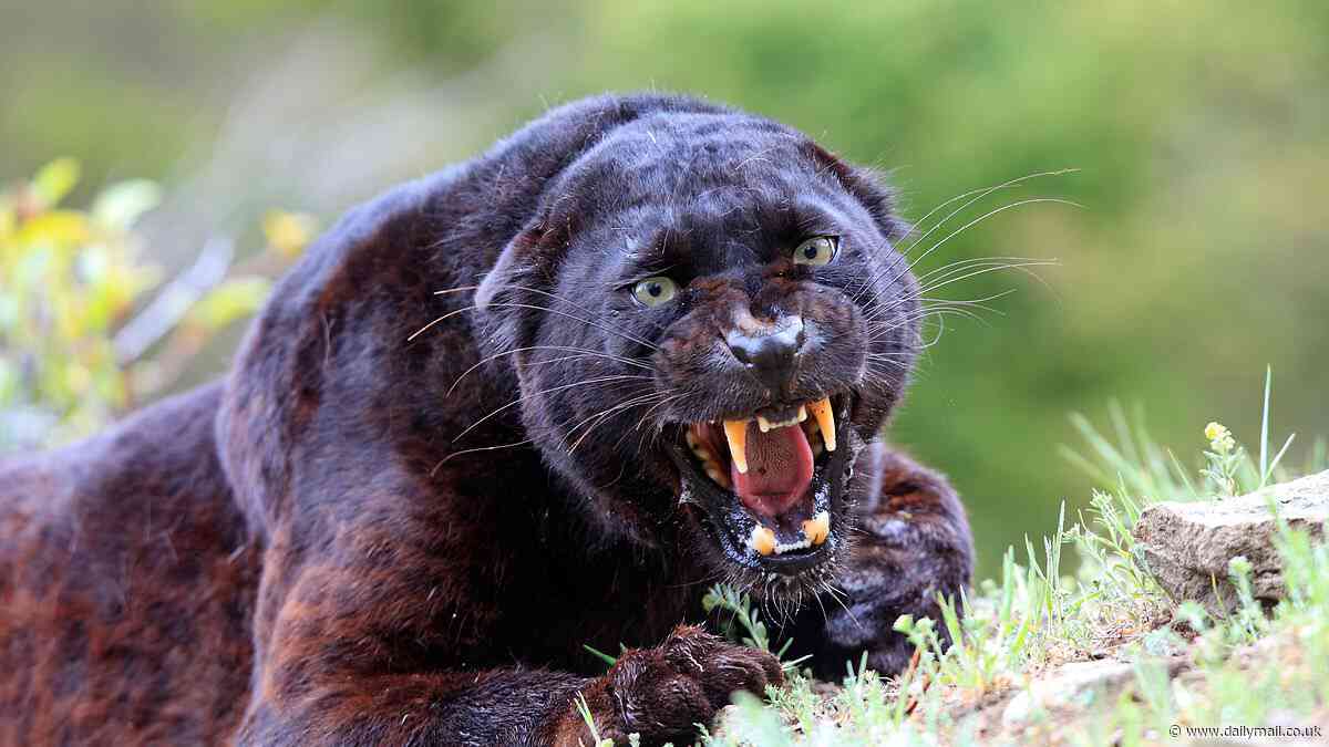 Proof the Beast of Cumbria exists?: Scientists find big cat DNA on savaged sheep in the Lake District
