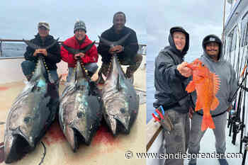 Bluefin Tuna and a Side of Rockfish