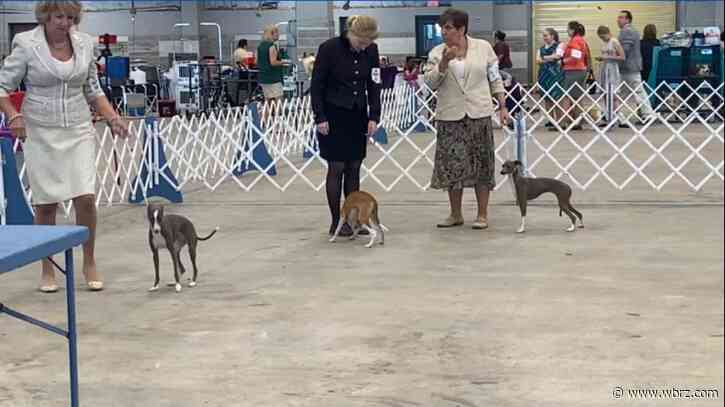 Chow Chow crowned top dog in Jambalaya Cluster Dog Show