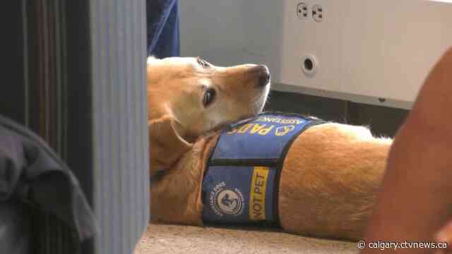 Dozens of dogs graduate from the Pacific Assistance Dogs Society