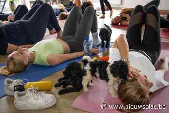 Na Italië en Nederland wil nu ook Ben Weyts puppy-yoga aan banden leggen: “Je hebt geen hondjes nodig om te sporten”