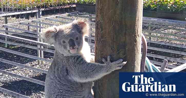 Leaf thief: viral sensation Claude the koala returns to nursery to munch on seedlings in broad daylight