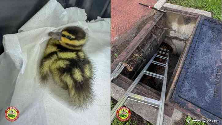 St. George firefighters save duckling that fell into drain