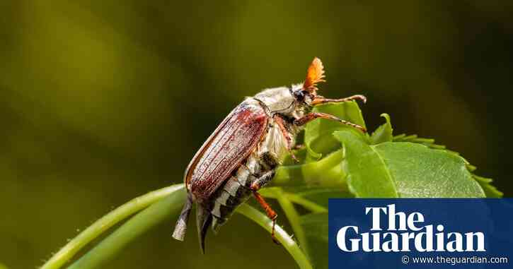 Country diary: A maybug wedding on the doorstep | Nicola Chester