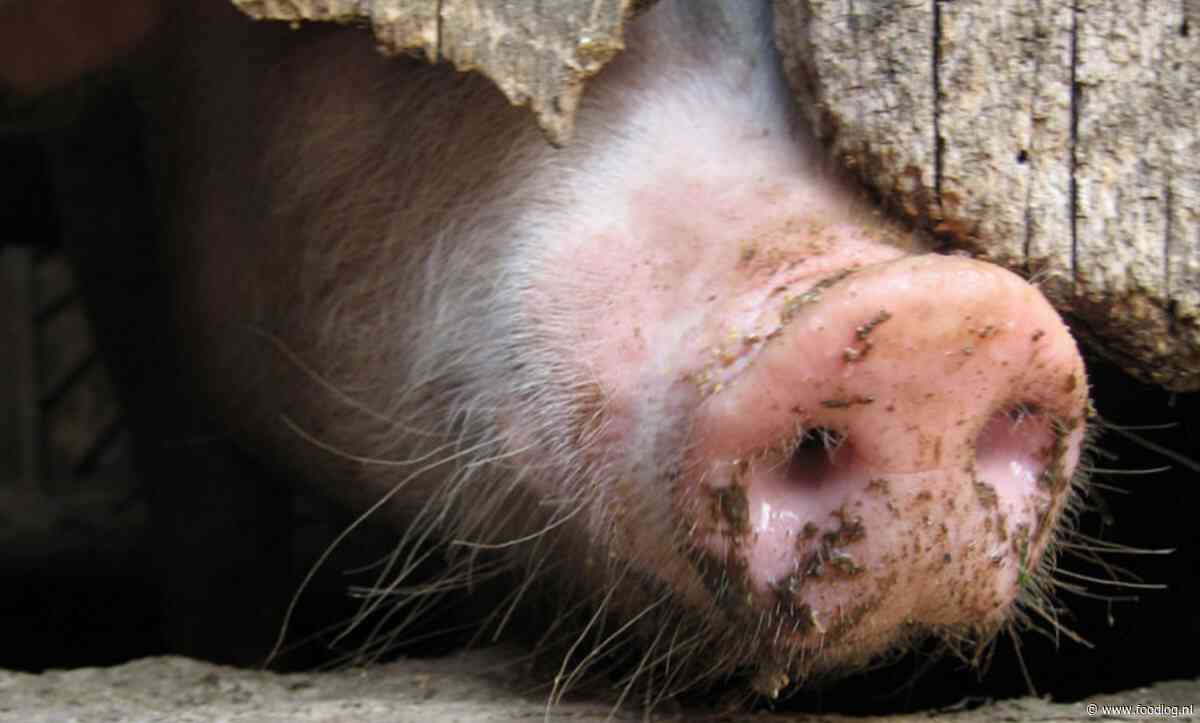 Laat boerenprotesten geen reden zijn om dierenwelzijn in EU op een lager pitje te zetten