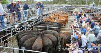 Firm to dearer market at Bega store sale