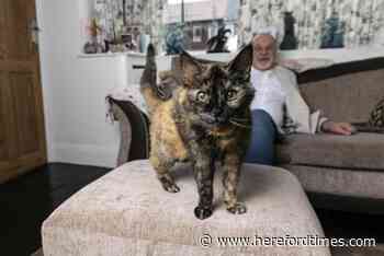 Brit claims his 29-year-old cat is the oldest in the world