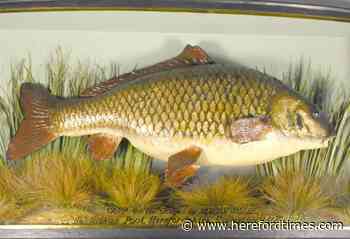 Record-breaking Clarrisa the carp to be sold at auction