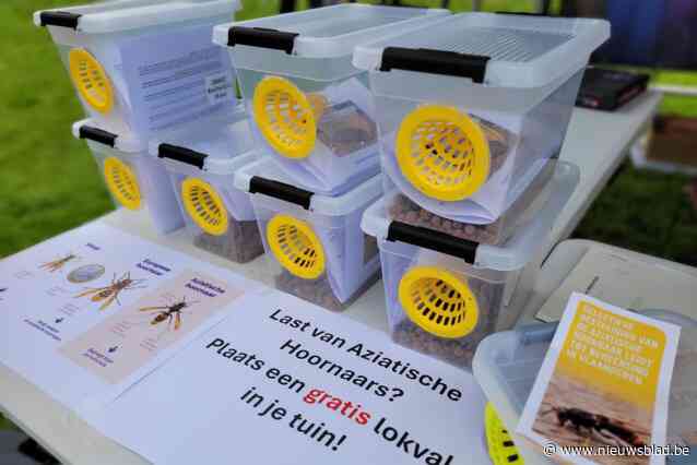 Gemeente verdeelt gratis lokvallen voor bestrijding Aziatische hoornaar