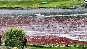 Sea turns red with blood as more than 130 pilot whales are driven into harbour and hacked to death by Faroe Islanders in traditional 'hunt'