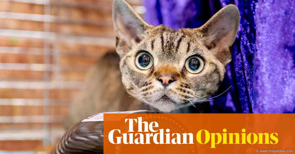 A dialogue with your pets? Do you really want a cat to say you look dog-rough today? | Coco Khan